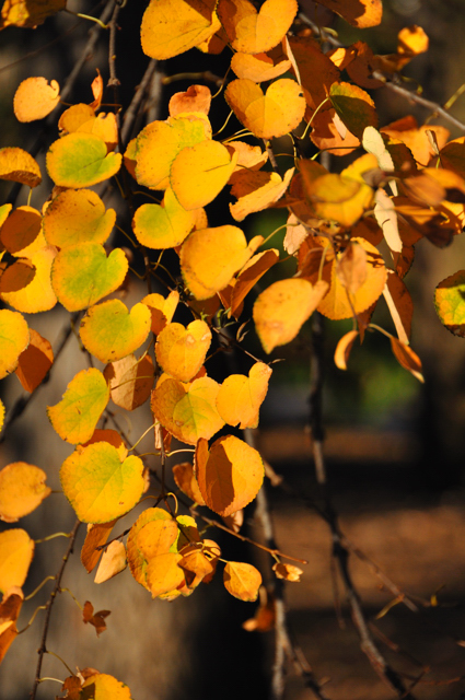November