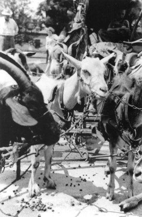 Goats