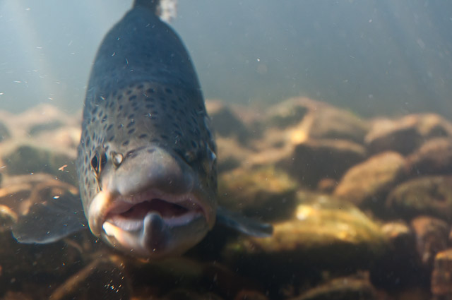 Trout Hatchery