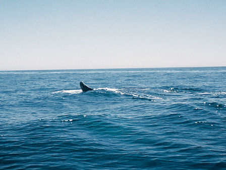 whale