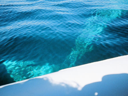 whale