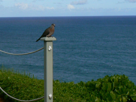 The Cliffs