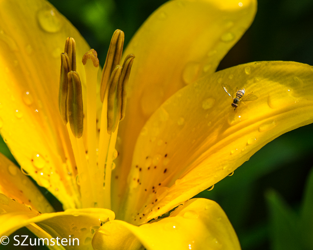 Macro
