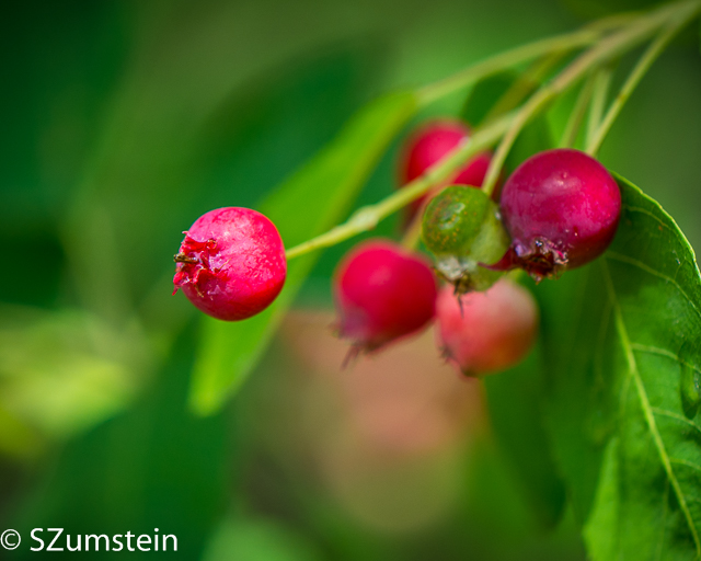 Macro