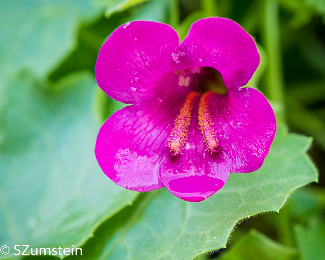 Macro