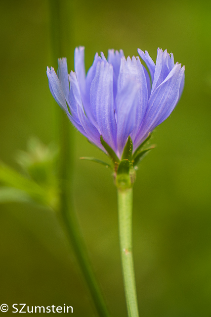 Prairie