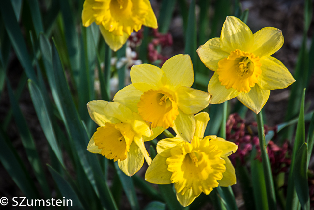 spring