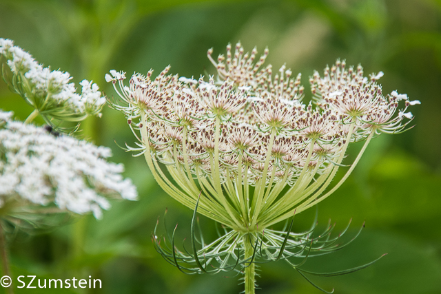 Prairie Plants