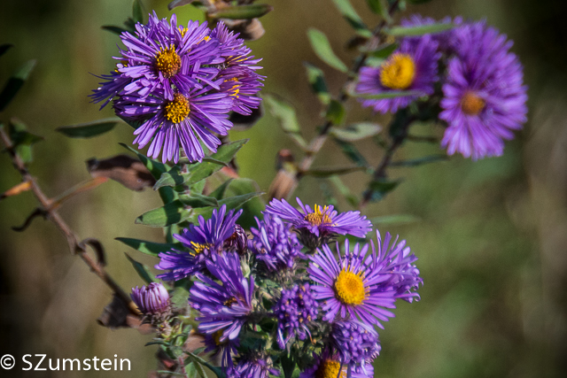 Asters The End