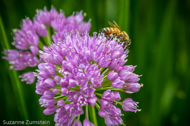 Honeybee bee