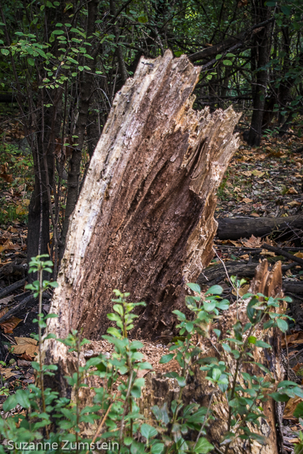 Fullersburg Woods