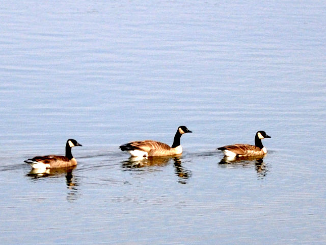 Geese at Lake Renwick Transition