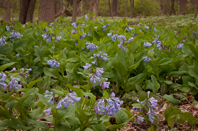 forest