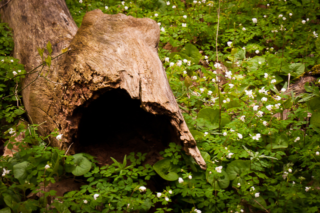 forest