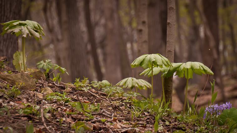 forest