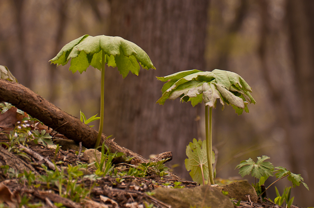 forest