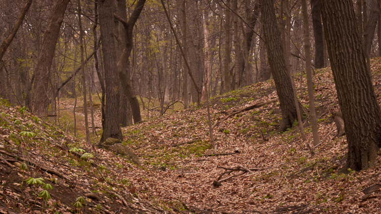 forest