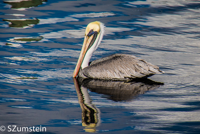 Brown Pelican Port