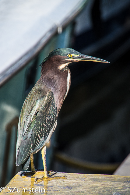 Green Heron Port