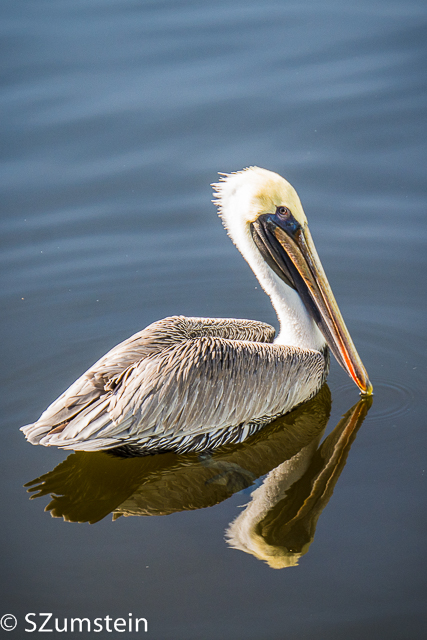 Brown Pelican Port