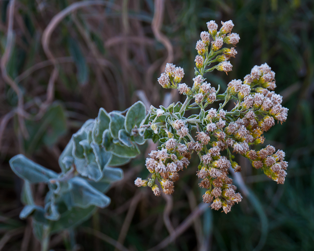 prairie